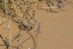 Diporiphora winneckei