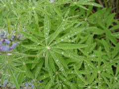 Lupinus caudatus