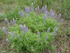 Lupinus caudatus