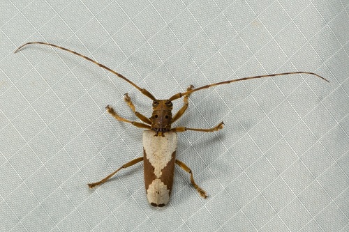 Acalolepta biocellata · iNaturalist