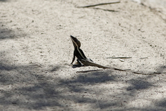 Amphibolurinae
