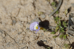 Elacholoma prostrata