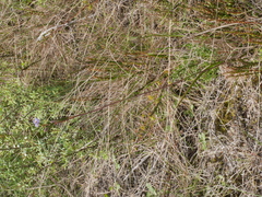 Thelymitra intermedia