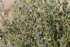 Scaevola parvibarbata