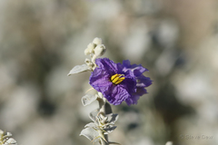 Solanum oligacanthum