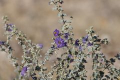 Solanum oligacanthum