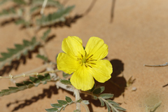 Tribulus hystrix
