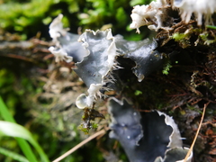 Peltigera hymenina