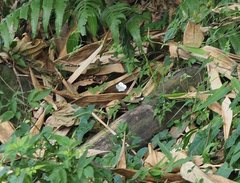 Leptosia nina niobe