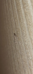 Pyralidae