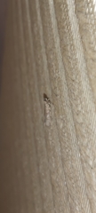 Pyralidae