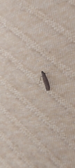 Pyralidae
