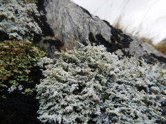 Stereocaulon vesuvianum