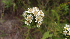 Aster baccharoides