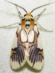 Image of Watsonidia pardea