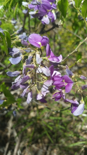 Indigofera dionaeifolia image