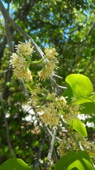 Schizenterospermum