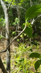 Peponidium