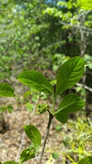 Peponidium