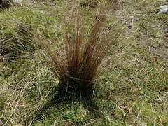 Carex buchananii