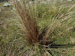 Carex buchananii