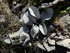 Brachyglottis haastii