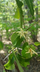 Baudouinia fluggeiformis