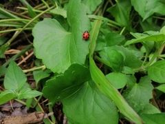 Coelophora inaequalis