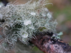 Usnea florida