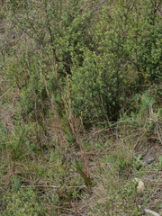 Thelymitra intermedia