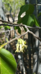 Pyrostria