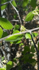 Pyrostria