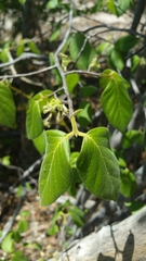 Pyrostria