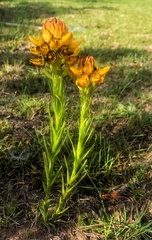Ceratandra grandiflora
