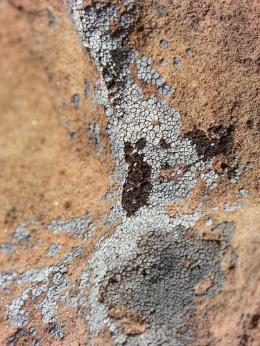 hoary cobblestone lichen