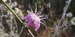 Stephanomeria cichoriacea