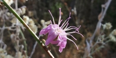 Stephanomeria cichoriacea