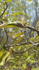 Capurodendron
