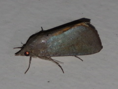 Hypocala guttiventris