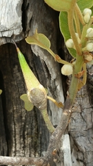 Capurodendron