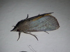 Hypocala guttiventris