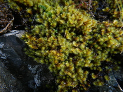 Breutelia chrysocoma