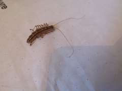 Scutigera coleoptrata