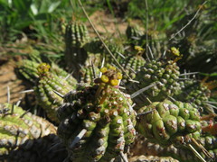 Euphorbia mammillaris