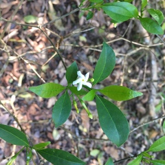 Tabernaemontana pandacaqui