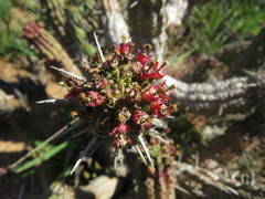 Euphorbia mammillaris