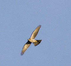 Accipiter nisus