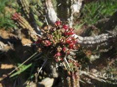Euphorbia mammillaris