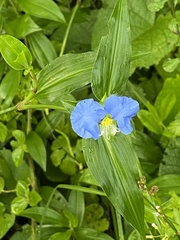 Commelina erecta