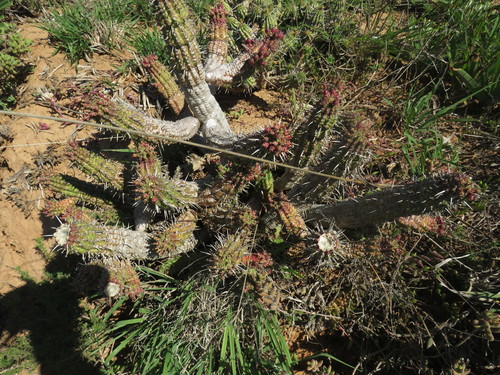 Image of Euphorbia mammillaris by (c) James Deacon, some rights reserved (CC BY-SA)